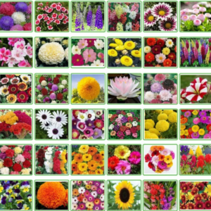 25 Variety of flower seeds Combo Pack approx 600 pcs seeds in this packet