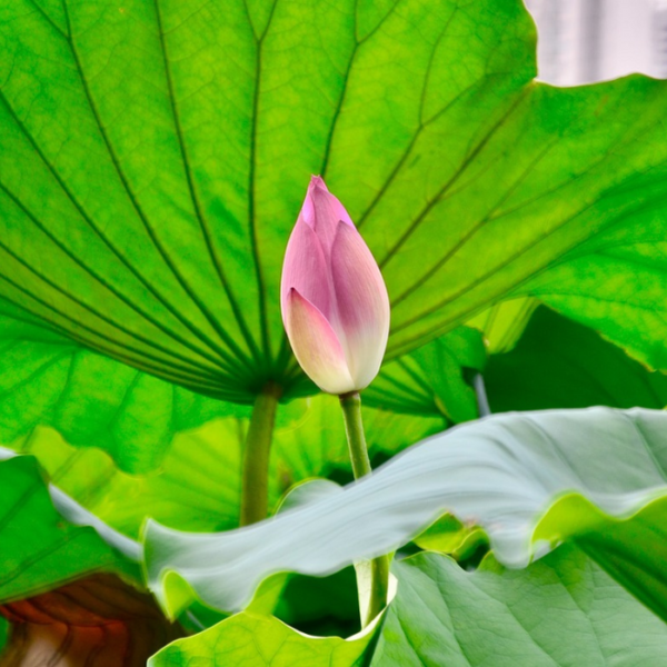 Lotus Flower Seeds | Lotus Plant Seeds - Image 4