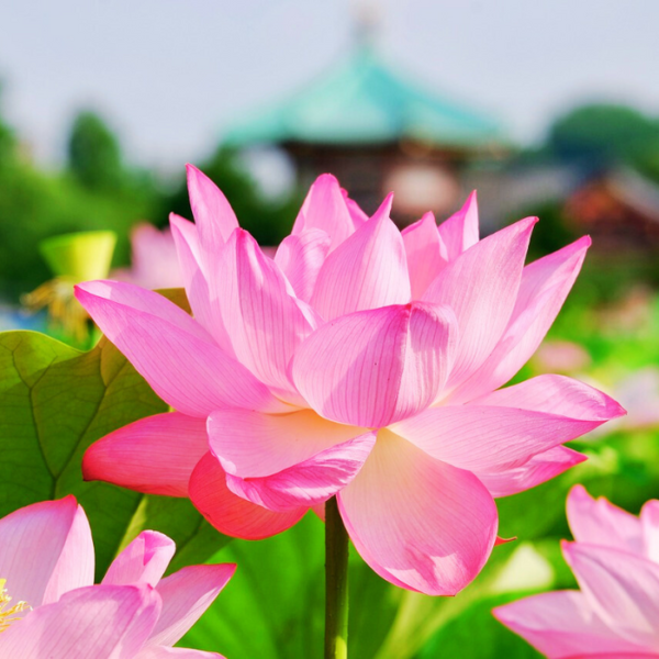 Lotus Flower Seeds | Lotus Plant Seeds - Image 3
